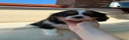 Cavalier King cani in vendita: Cuccioli di Cavalier King Charles Spaniel - Annuncio 15