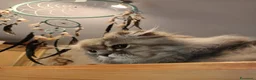 Scottish gatti in vendita: Scottish HIGHLAND FOLD CHINCHILLA + kit REGALO !!! - Annuncio 5