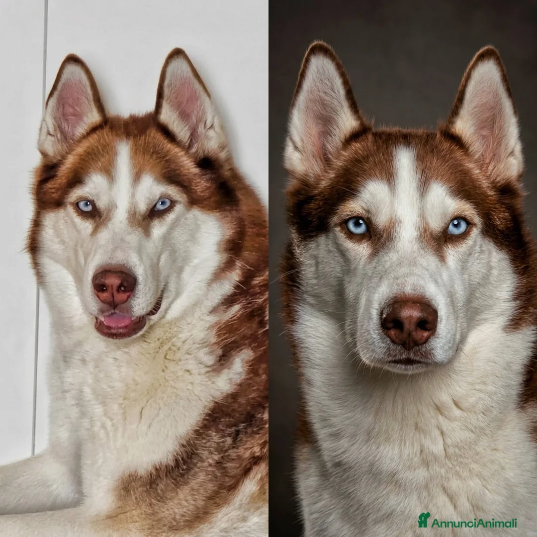 Husky cani in vendita: Cuccioli di Siberian husky - Annuncio 4