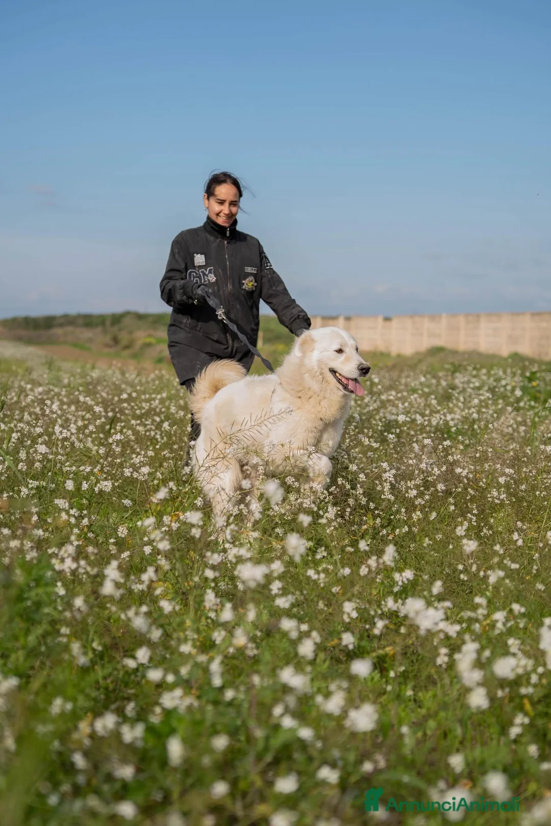 Pastore Maremmano cani in regalo: Peppe - Annuncio 3
