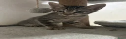 Europeo gatti in regalo: Gattini europei a Provincia di Cremona - Annuncio 1