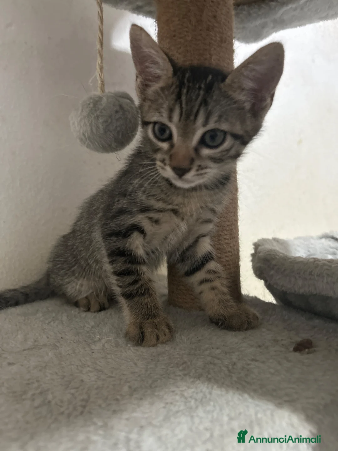 Europeo gatti in regalo: Gattini europei a Provincia di Cremona - Annuncio 1