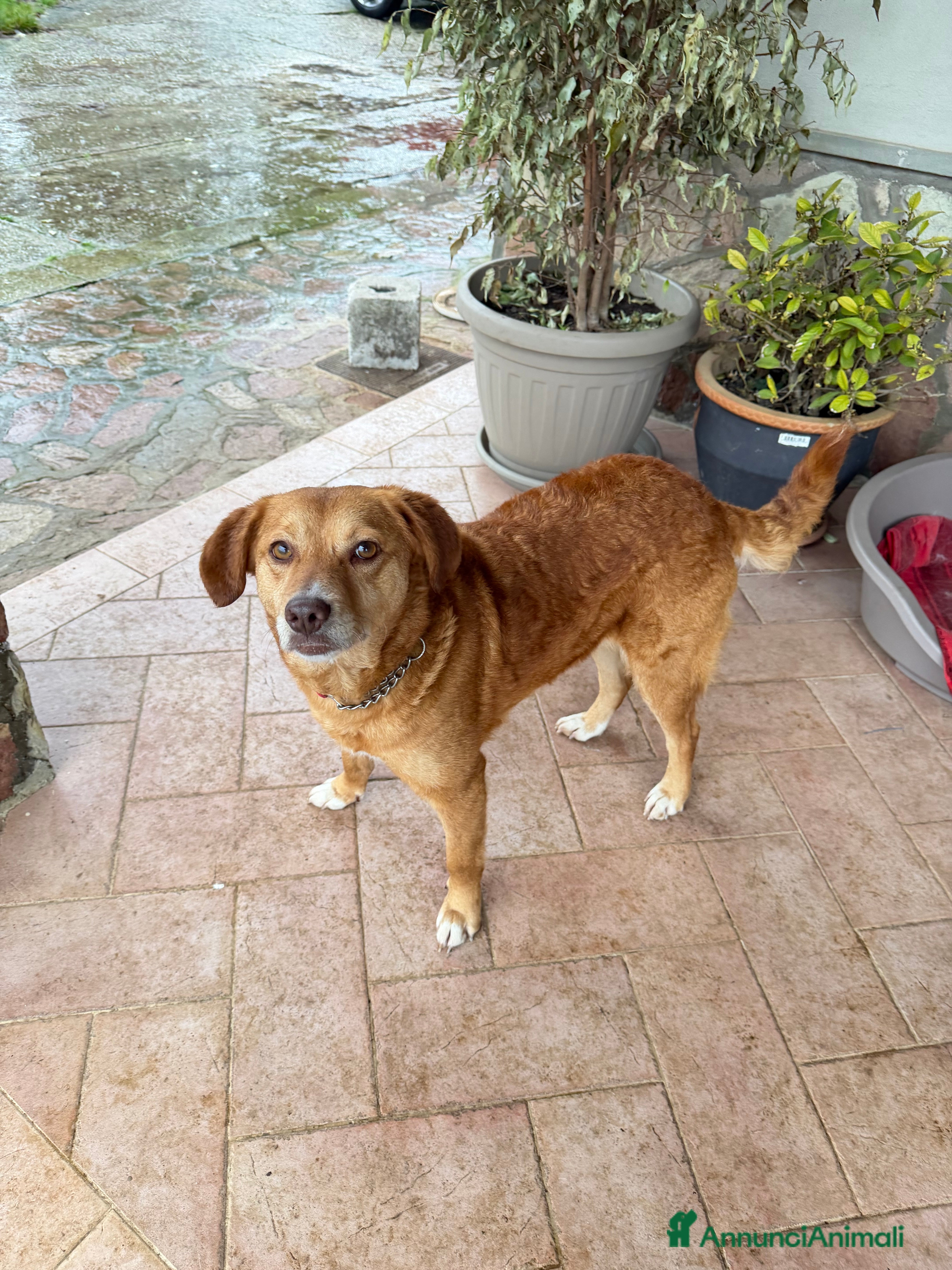 Meticcio cani Riccia - Annuncio 2