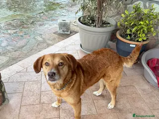 Meticcio cani Riccia - Annuncio 2