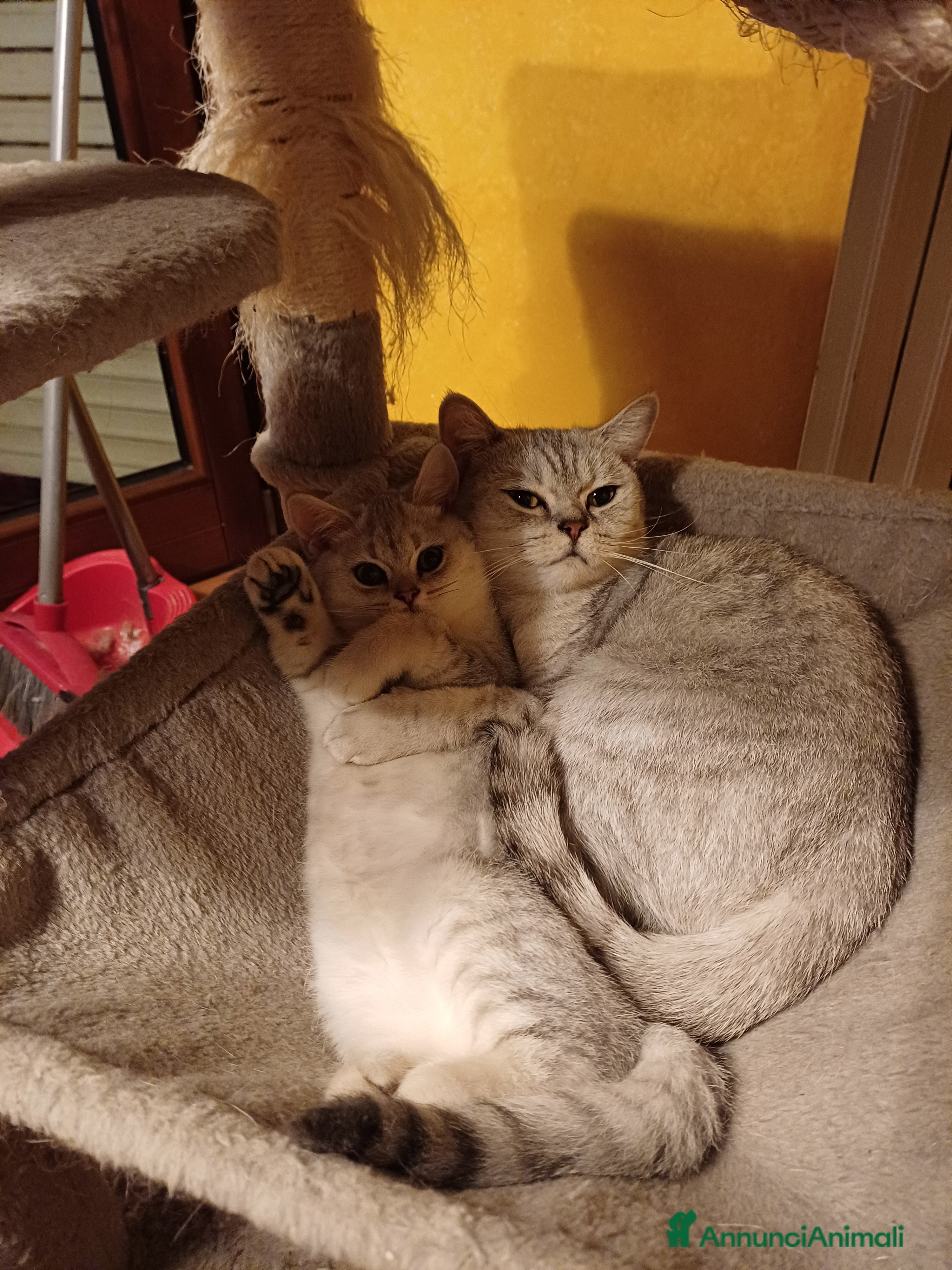 British gatti British shortair - Annuncio 1