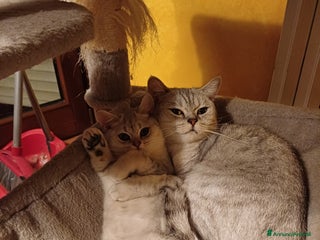 British gatti British shortair - Annuncio 1