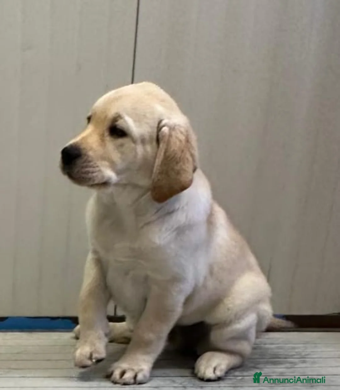 Labrador cani in vendita: Labrador retriever  - Annuncio 3