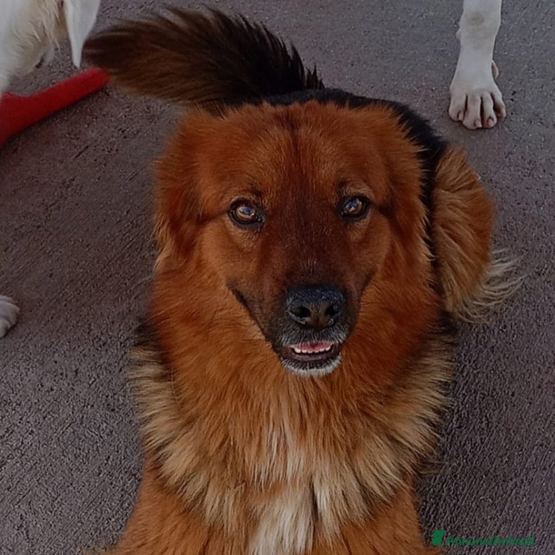 Meticcio cani in regalo: Whisky dolce cagnolino 4 anni cerca casa  a Provincia di Latina - Annuncio 5