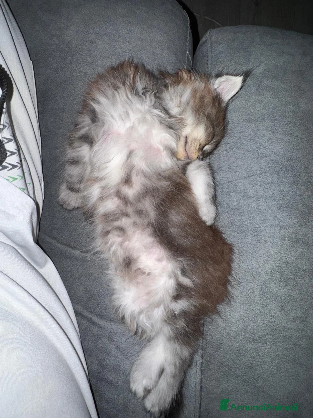 Maine Coon gatti in vendita: Cucciolata Maine coon - Annuncio 5