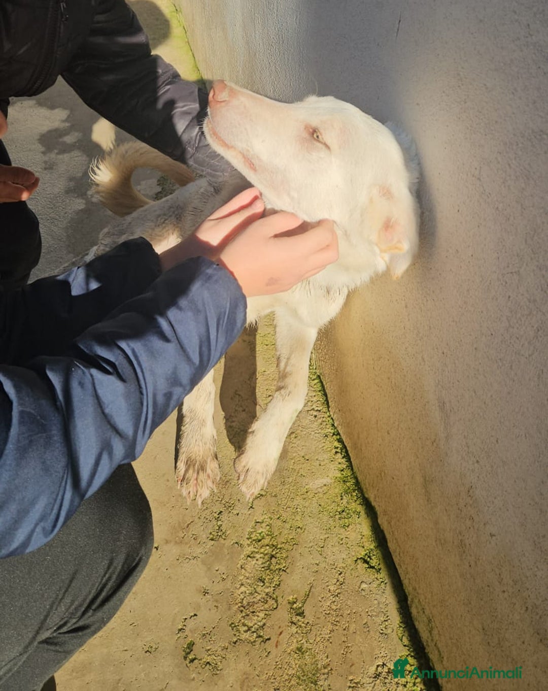 Meticcio cani in regalo: Chiara: 1 anno, socievole ed equilibrata - Annuncio 13