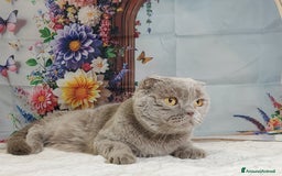 Scottish gatti in vendita: Scottish fold lilac  - Annuncio 5