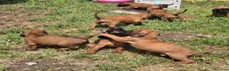 Segugio Bavarese cani in vendita: Cucciolata di Segugio bavarese - Annuncio 1