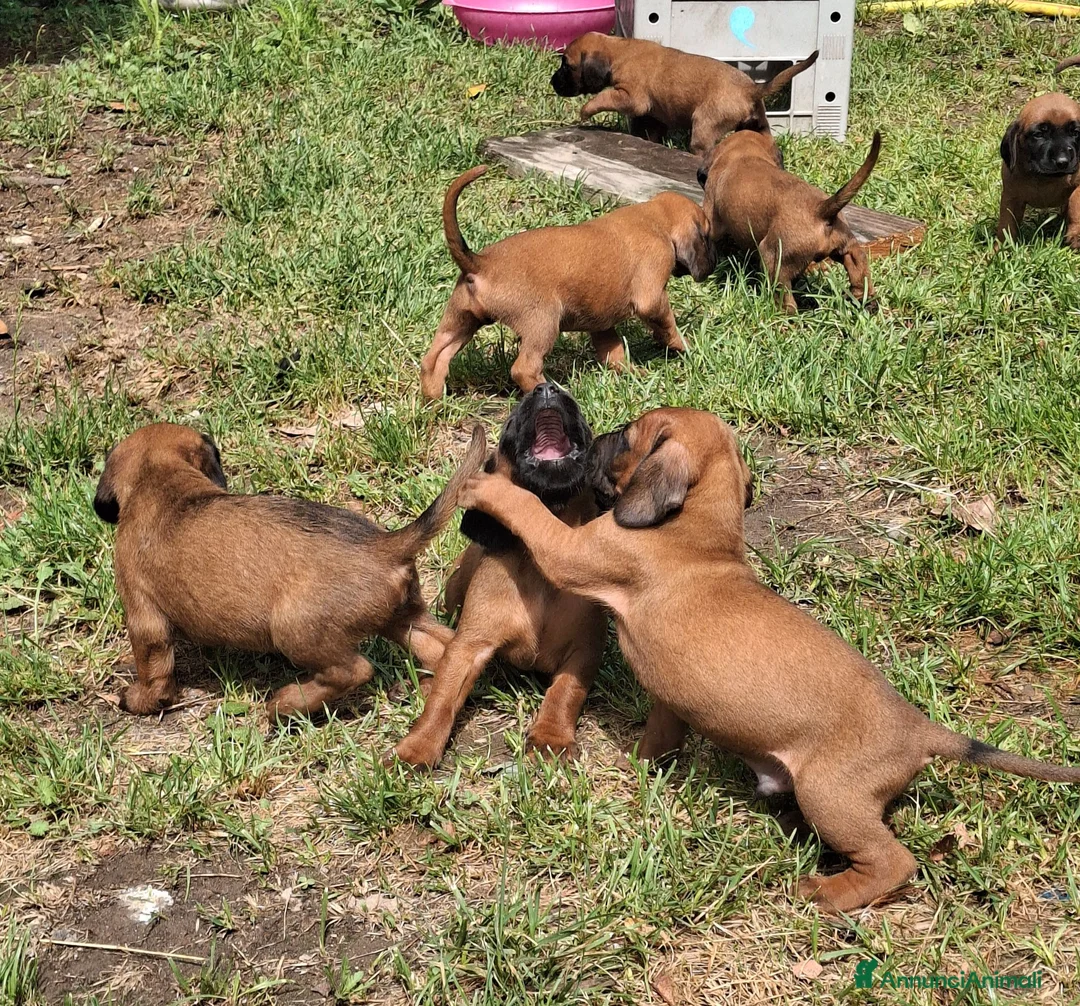 Segugio Bavarese cani in vendita: Cucciolata di Segugio bavarese - Annuncio 1