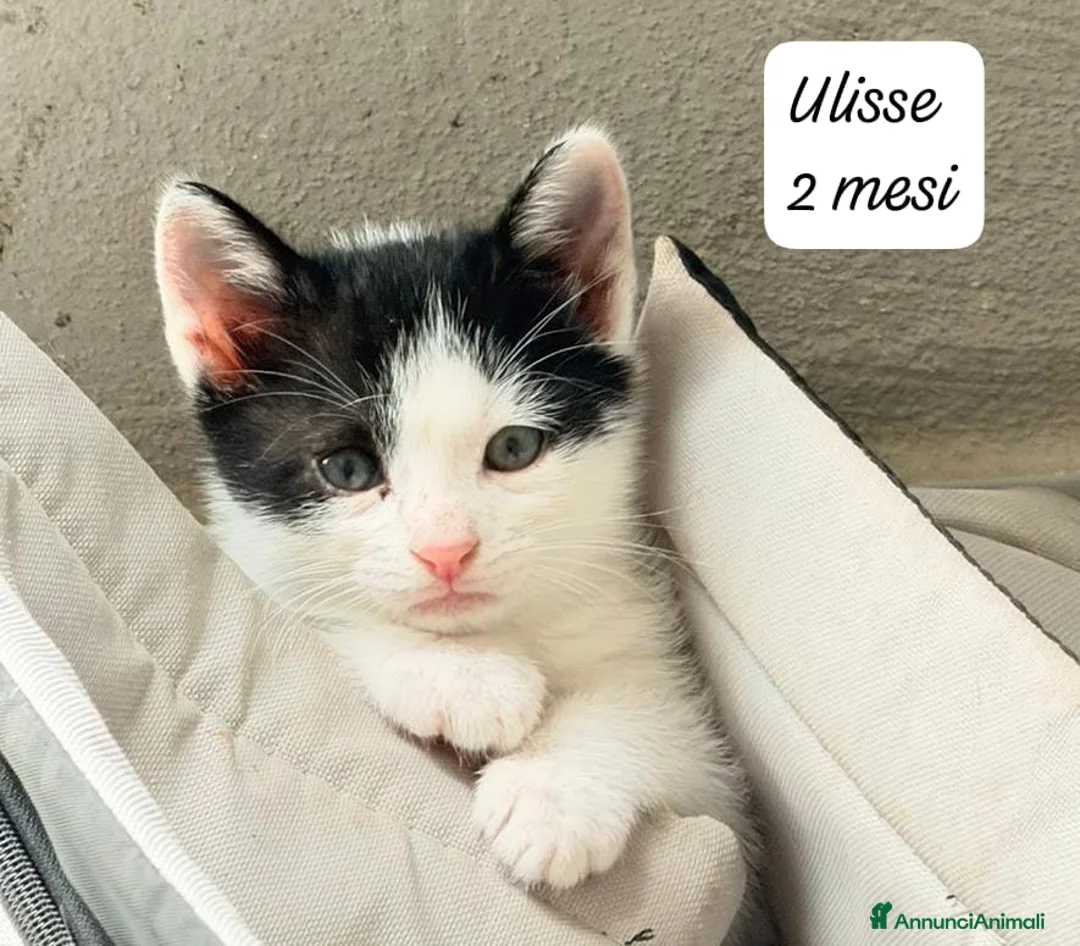Europeo gatti in regalo: Gattini desiderosi di trovare famiglia  a Provincia di Prato - Annuncio 1
