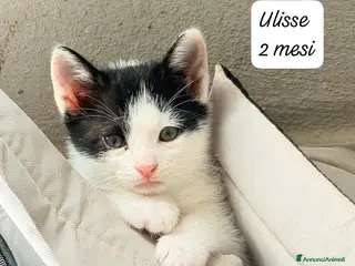 Europeo gatti Gattini desiderosi di trovare famiglia - Annuncio 1