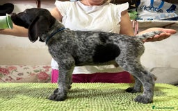 Drahthaar cani in vendita: Cuccioli di Drahthaar  a Provincia di Pordenone - Immagine 4