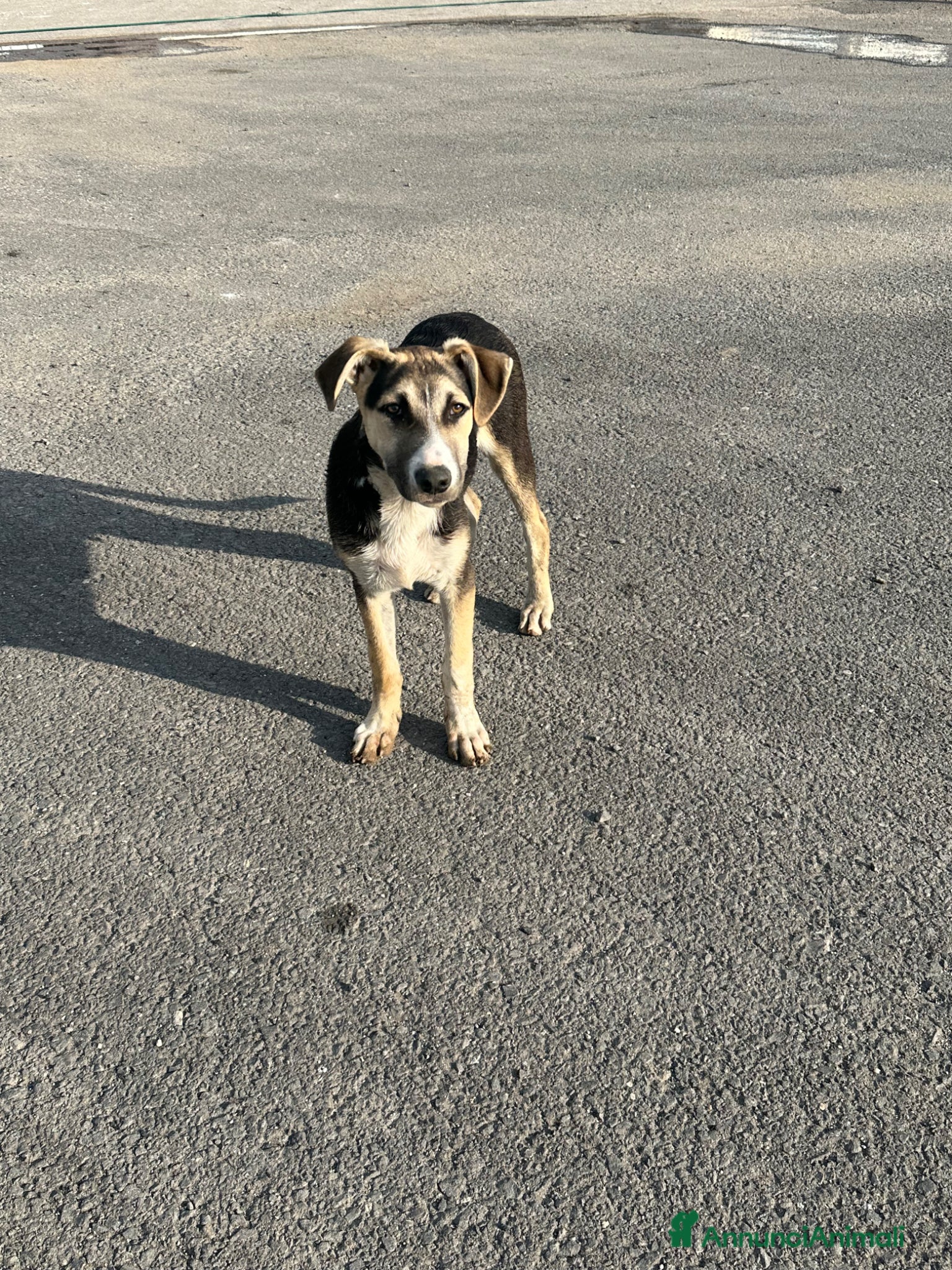 Meticcio cani SPILLO IN CERCA DI ADOZIONE - Annuncio 7