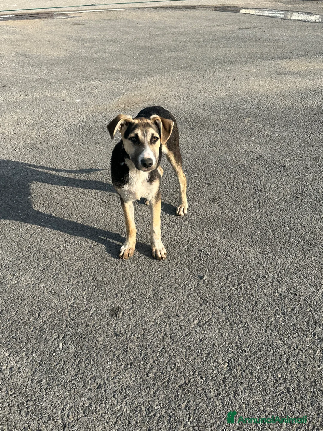 Meticcio cani in regalo: SPILLO IN CERCA DI ADOZIONE - Annuncio 1