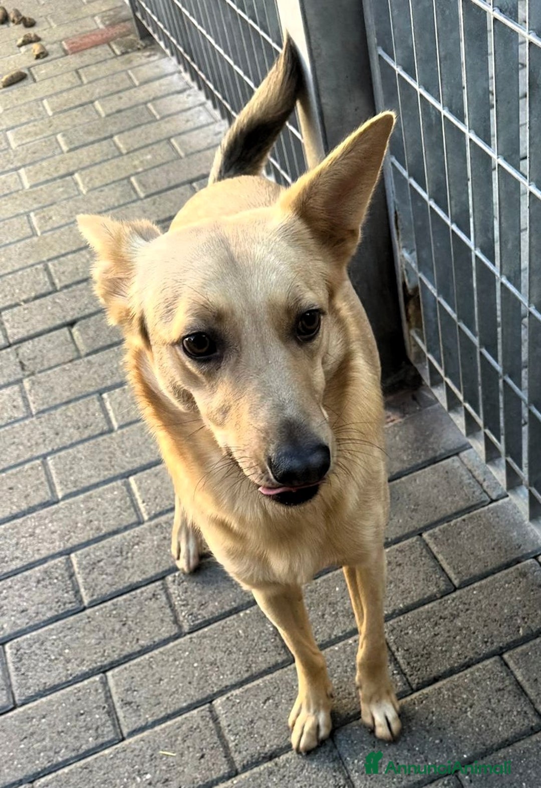 Meticcio cani in regalo: MANUEL CERCA CASA - Annuncio 6