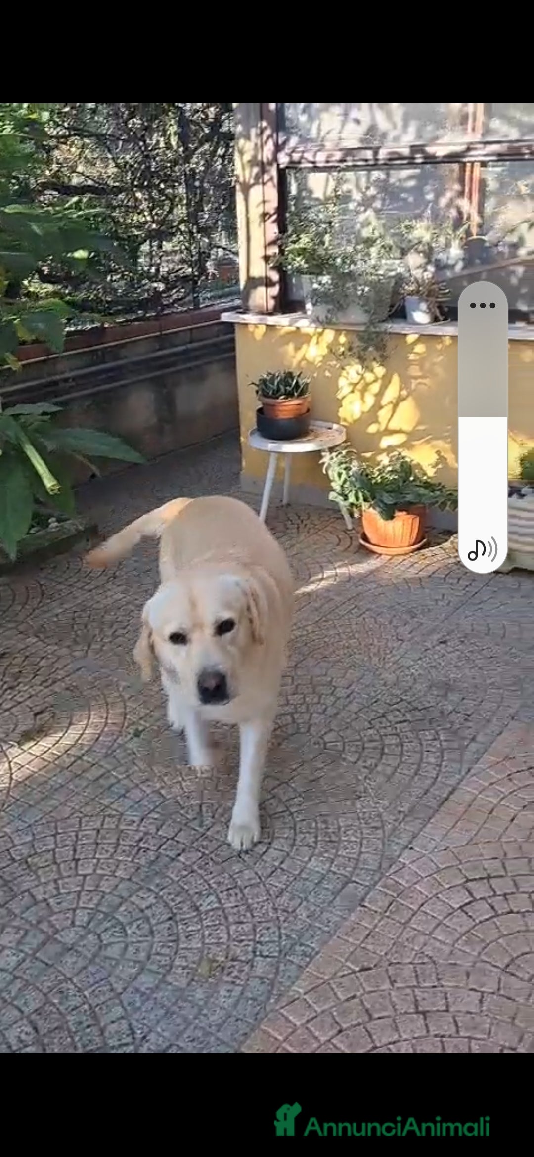 Labrador cani in regalo: Cucciolo incrocio labrador  - Annuncio 3