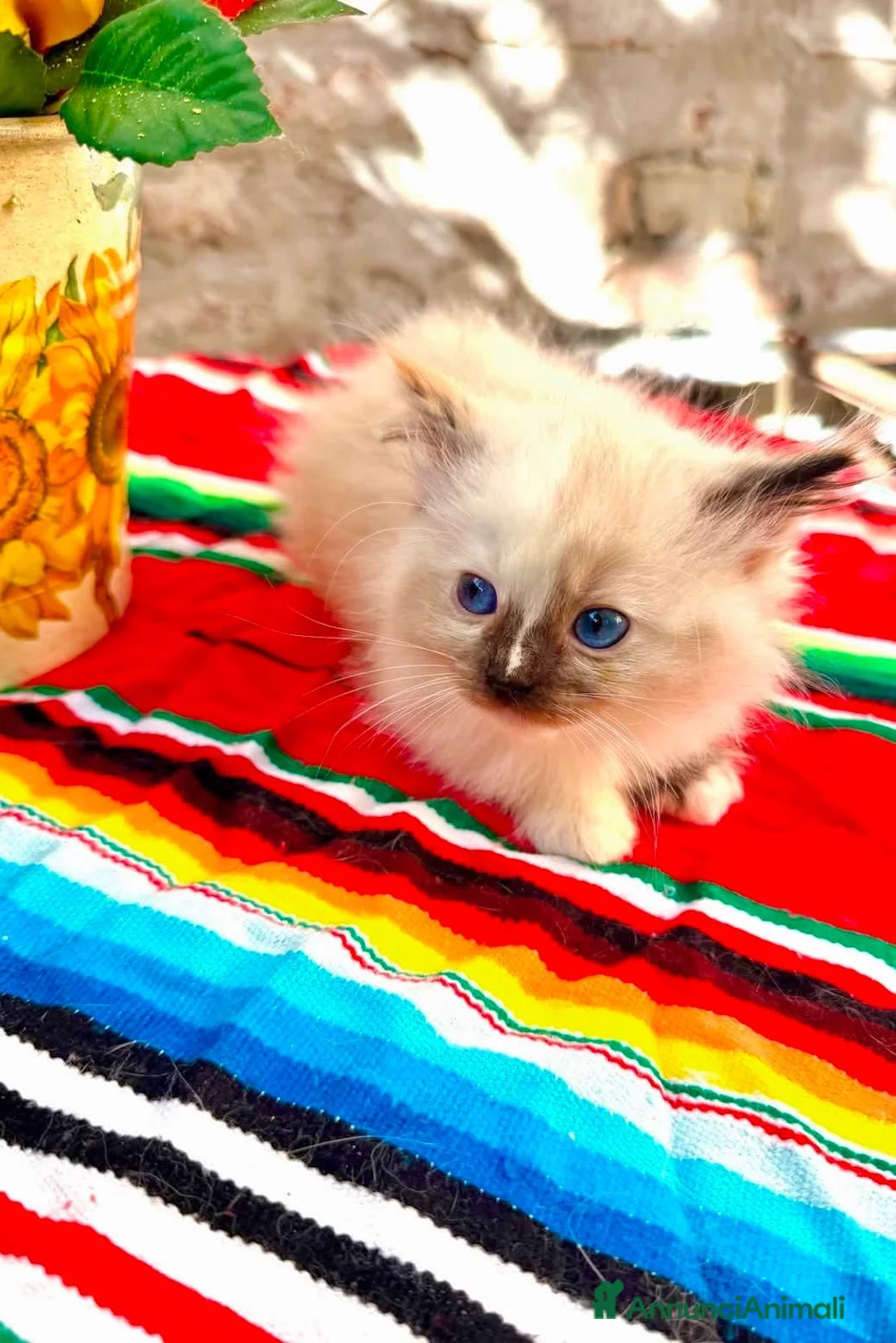 Ragdoll gatti in vendita: cucciola ragdoll disponibile  - Annuncio 2