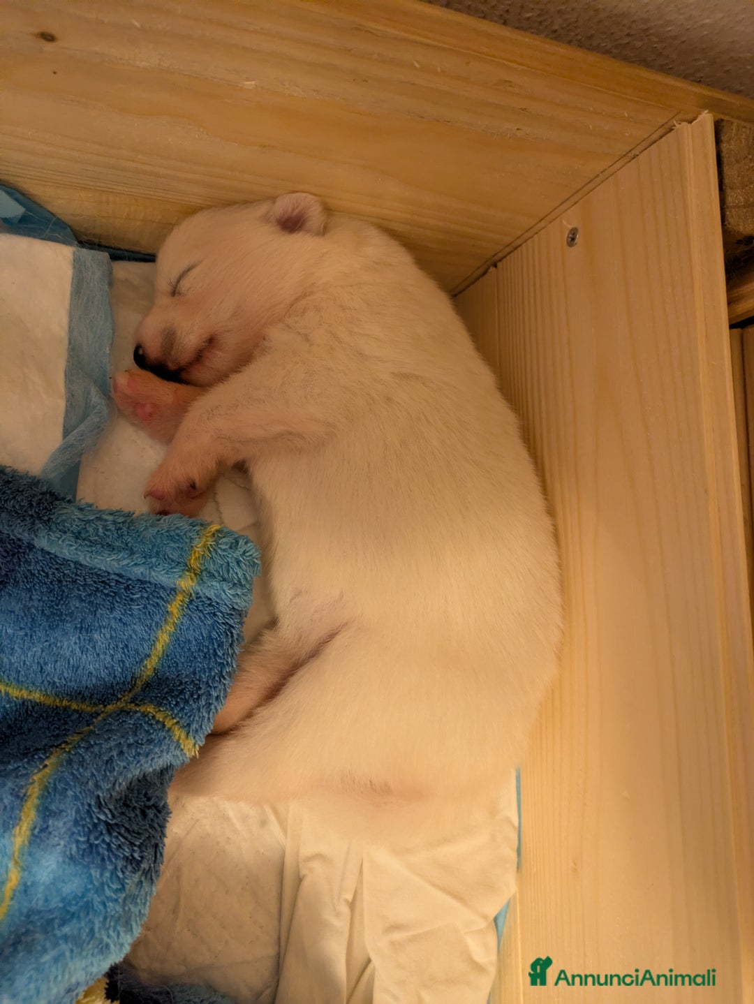 Samoiedo cani in vendita: Cuccioli di Samoiedo - Annuncio 13