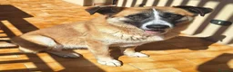 Meticcio cani in regalo: Ambra 4 anni Taglia grande - Annuncio 2
