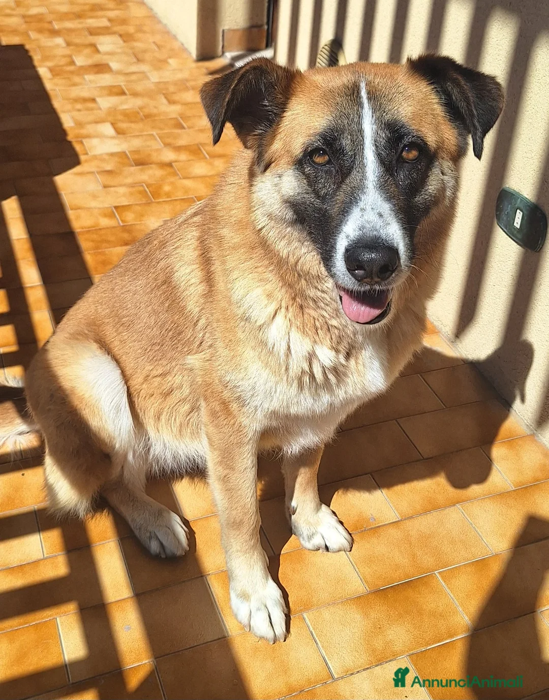 Meticcio cani in regalo: Ambra 4 anni Taglia grande - Annuncio 2