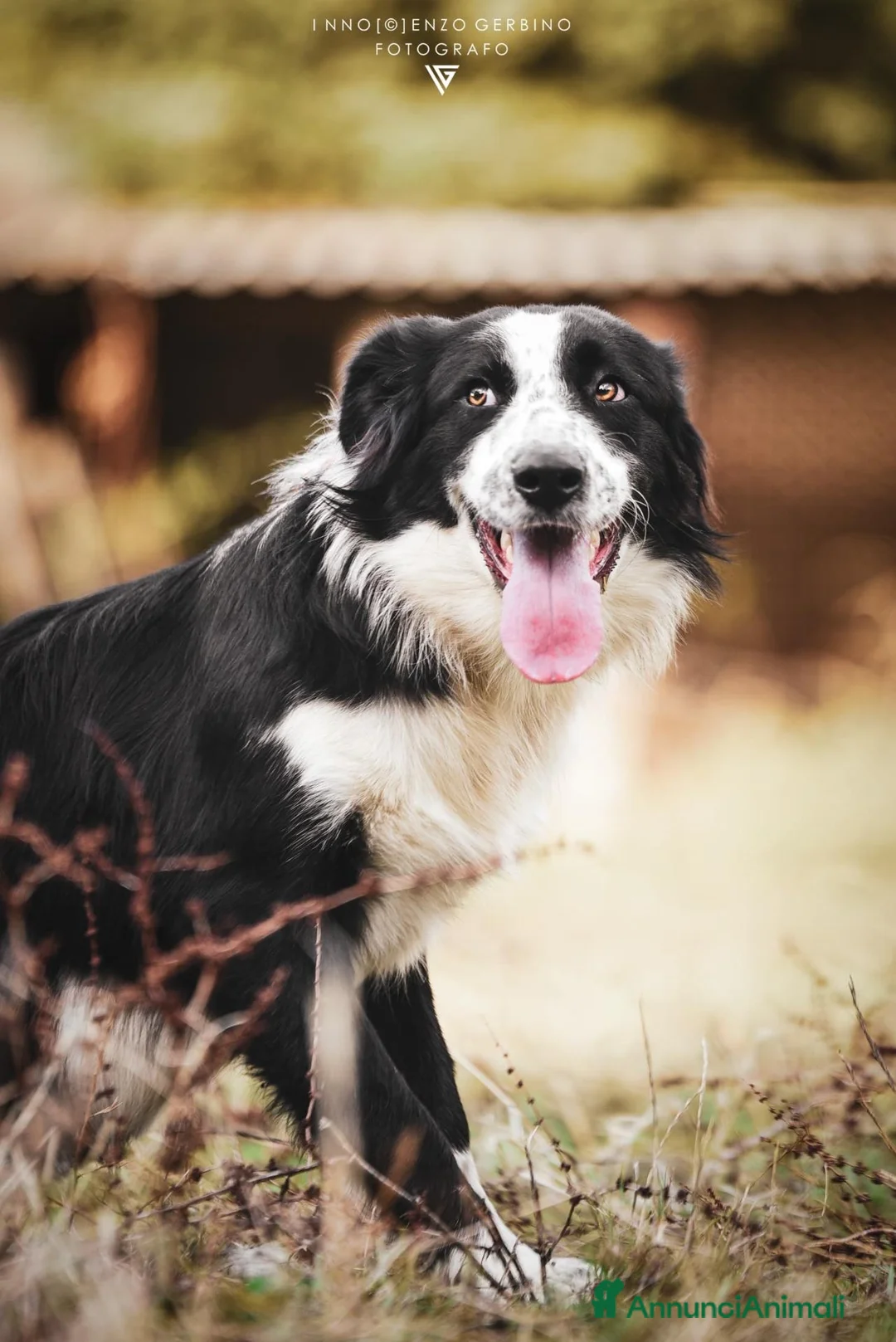 Meticcio cani in regalo: Siria spettacolare cucciolotta in adozione a Provincia di Gorizia - Annuncio 1