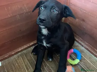 Meticcio cani ALVIN DOLCISSIMO SIMIL LABRADORINO a Provincia di Verona - Annuncio 23