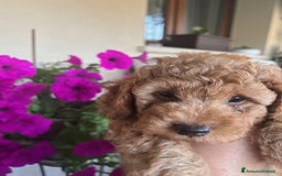Barbone cani in vendita: Barboncino Red a Città metropolitana di Milano - Immagine 1