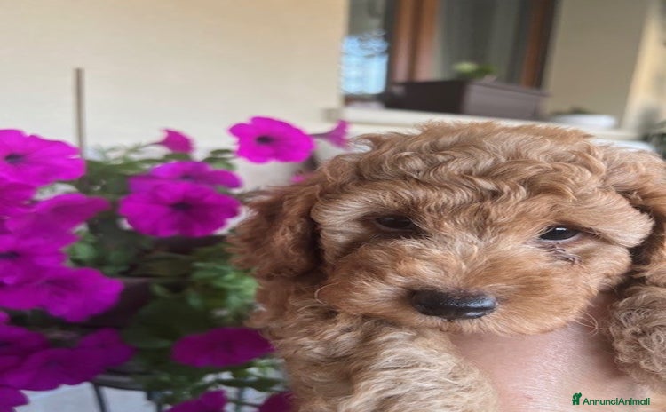 Barbone cani a Città metropolitana di Milano - Annuncio 2