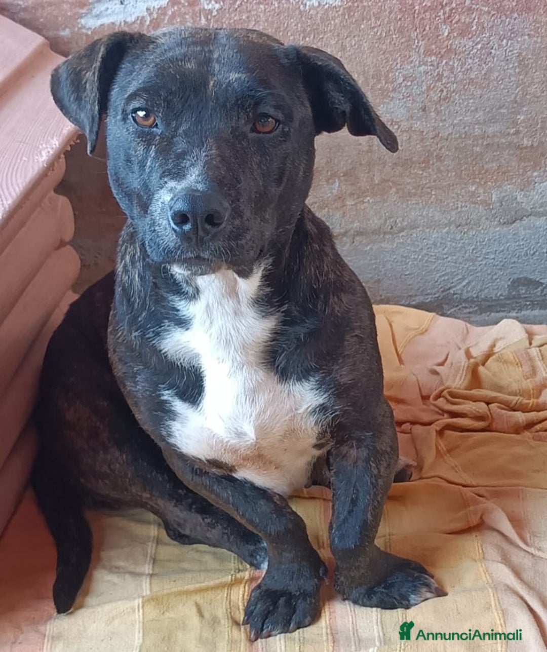 Meticcio cani in regalo: AMY 3 anni dolce ed affettuosa cerca adozione a Provincia di Latina - Annuncio 2