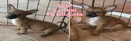 Meticcio cani in regalo: CANI TAGLIA PICCOLA E CONTENUTA  a Provincia di Pistoia - Annuncio 10