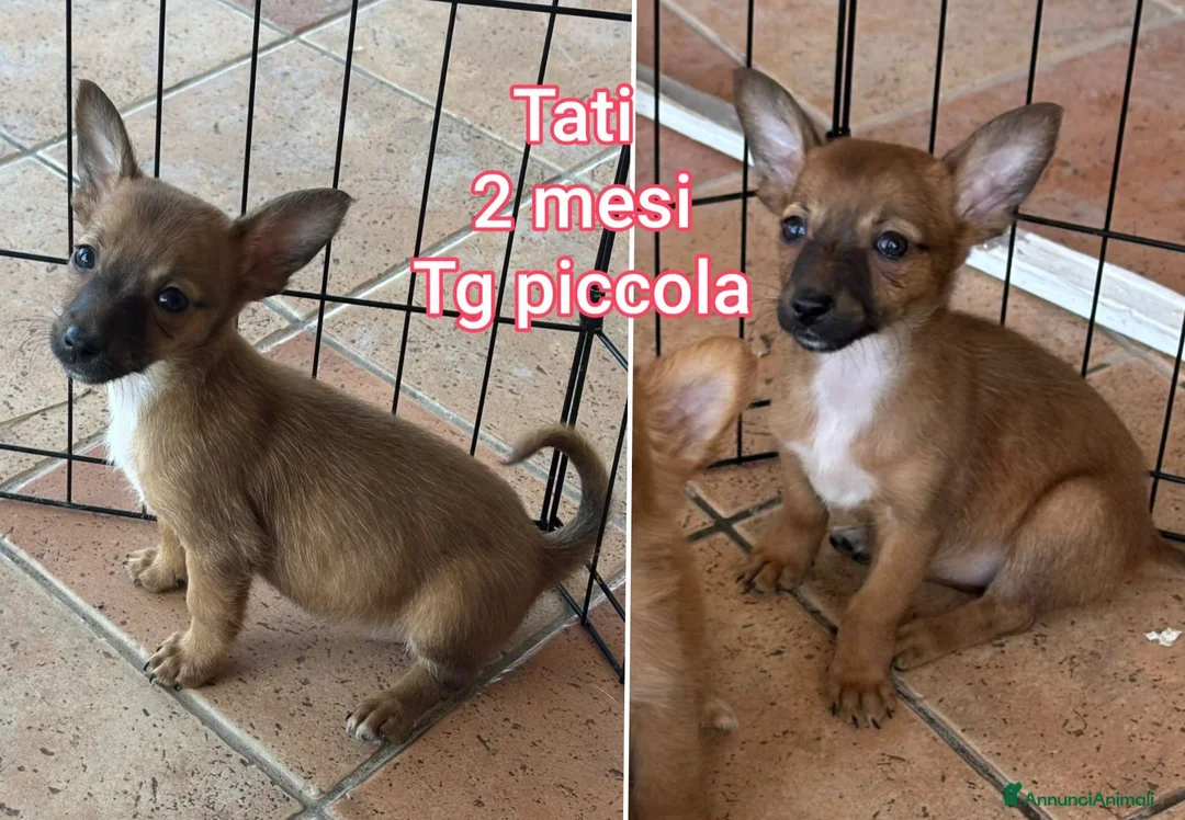 Meticcio cani in regalo: CANI TAGLIA PICCOLA E CONTENUTA  a Provincia di Pistoia - Annuncio 10