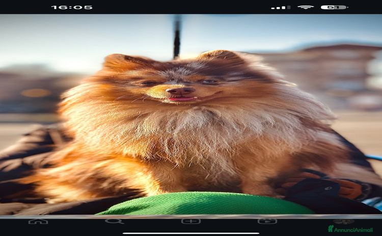 Volpino Pomerania cani - Annuncio 2