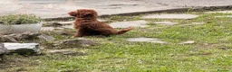 Barboncino cani in vendita: Cucciolo di barboncino  - Annuncio 7