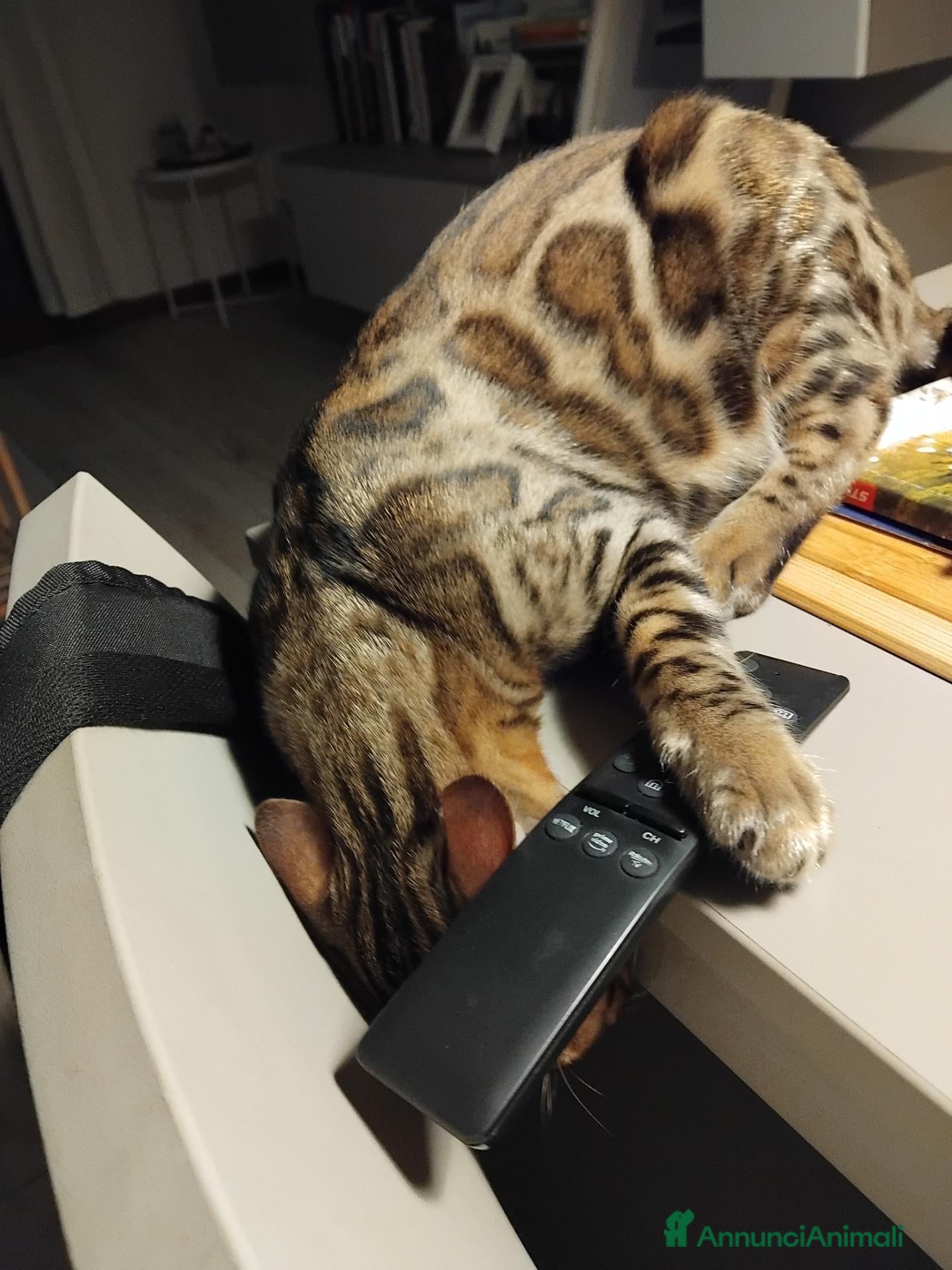 Bengala gatti Dolcissimo gattino del bengala con pedigree AFSI  - Annuncio 2