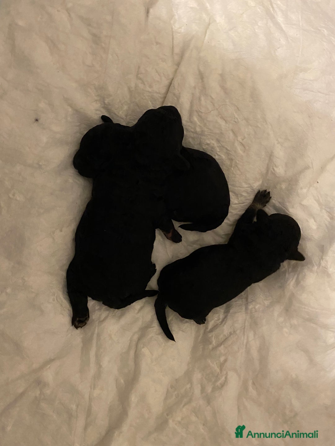 Barboncino cani in vendita: Cuccioli di barboncino  - Annuncio 24