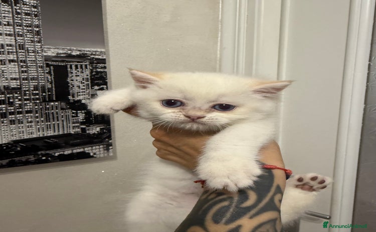 British gatti a Città Metropolitana di Torino - Annuncio 2
