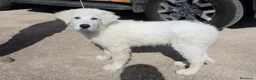 Pastore Abbruzzese Maremmano cani in vendita: pastore abruzzese maremmano con pedigree enci - Annuncio 4