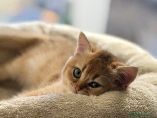 Scottish gatti Scottish straight - Annuncio 8