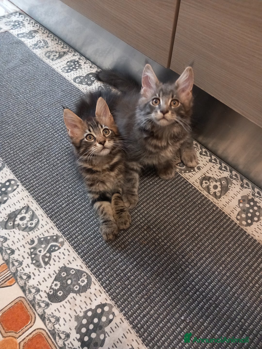 Maine Coon gatti in vendita: Cuccioli di Maine Coon a Città metropolitana di Roma Capitale - Immagine 2