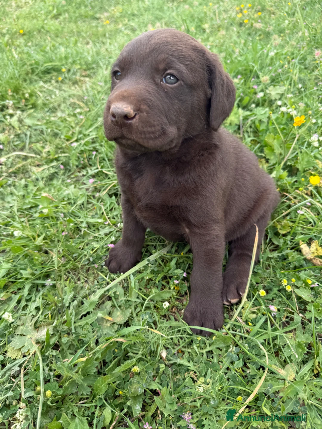 Labrador cani in vendita: Cuccioli Labrador Retriver  - Annuncio 2