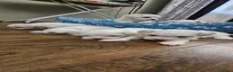 Maltese cani in vendita: Cuccioli di razza Maltese - Annuncio 3