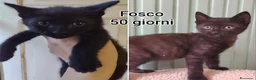 Meticcio gatti in regalo: TANTI MICINI SOLI! a Provincia di Vicenza - Annuncio 2
