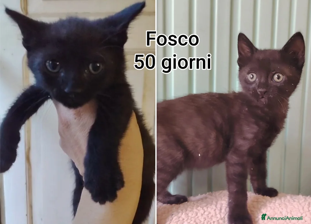 Meticcio gatti in regalo: TANTI MICINI SOLI! a Provincia di Vicenza - Annuncio 2