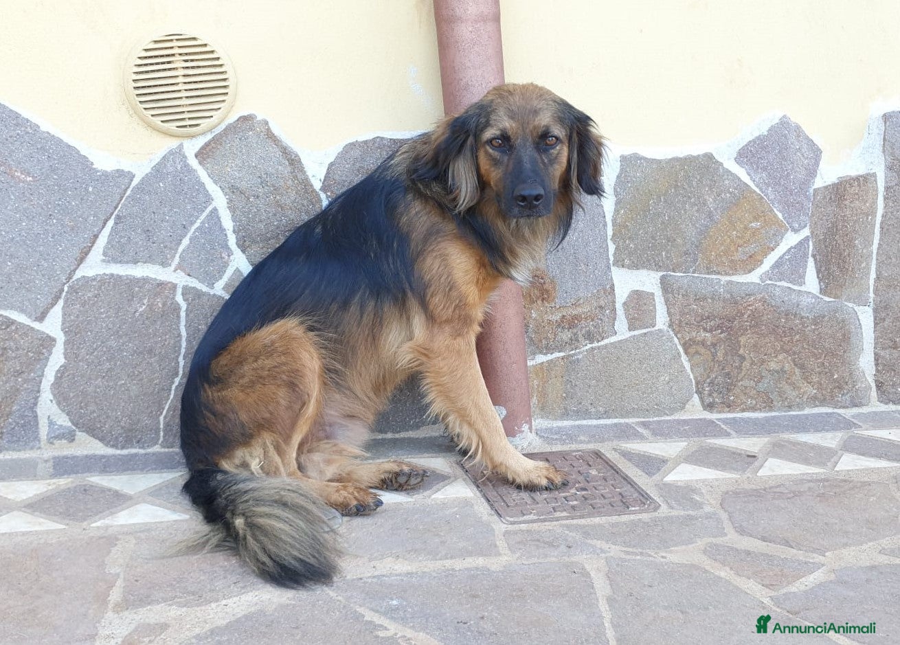 Meticcio cani Cesare,un futuro da riscrivere col cuore a Pomezia - Annuncio 36