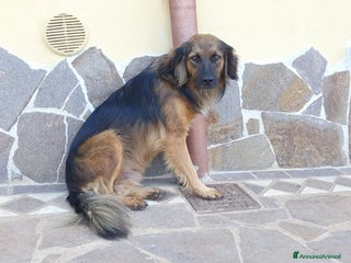 Meticcio cani Cesare,un futuro da riscrivere col cuore a Pomezia - Annuncio 36