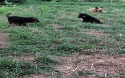 Pastore Tedesco cani in vendita: Cuccioli figli di pastori tedeschi perfetti a Città metropolitana di Roma Capitale - Immagine 2